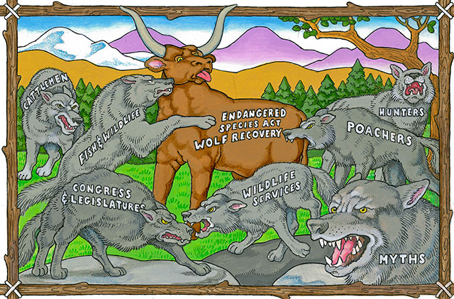 The real struggle between cow and wolves. Courtesy Patrick Cat Whisperer
