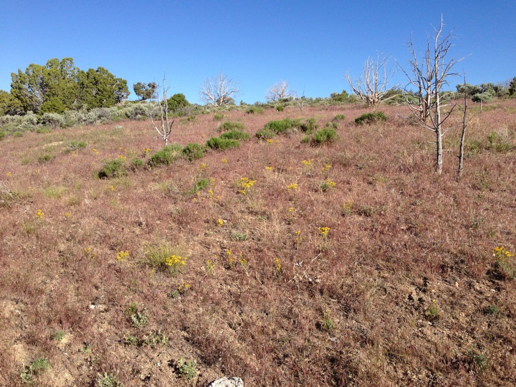 Cheatgrass response to prescribed fire in pinyon/juniper forest, southern Steptoe Valley, NV.