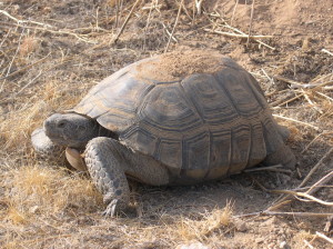 Desert Tortoise © Michael J. Connor (click for larger view)