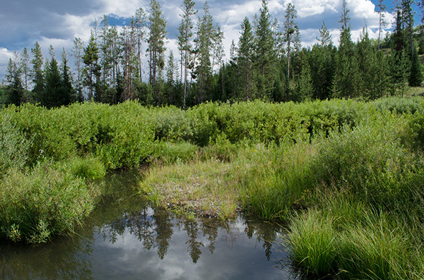 Beaver pond in Squaw Creek, Eastern Idaho, brimming with water in the mid-August 2013  drought. If beaver ponds are retained rather than letting people trap the beavers, it is like having a big fire break constructed in that drainage. One would think that fact would dawn on some Idaho officials when their state is on fire and American taxpayers picking up the bill as usual, in part because of the bad management by Idaho Fish and Game, the Forest Service and the B.L.M. Copyright Ralph Maughan