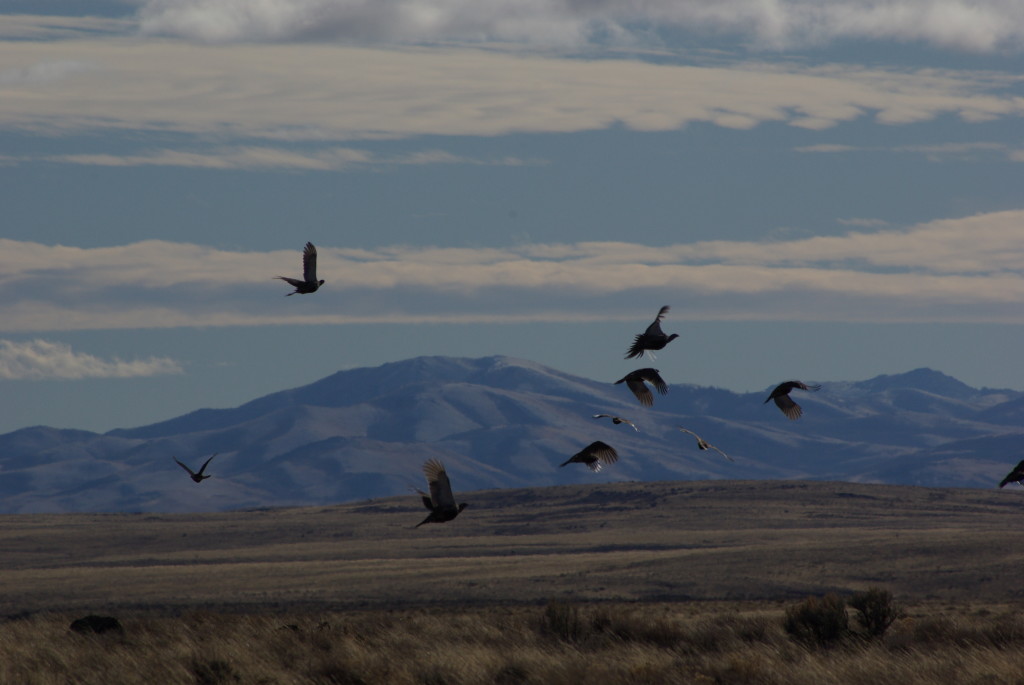These are sage grouse.  Look closely, they're flying. © Ken Cole
