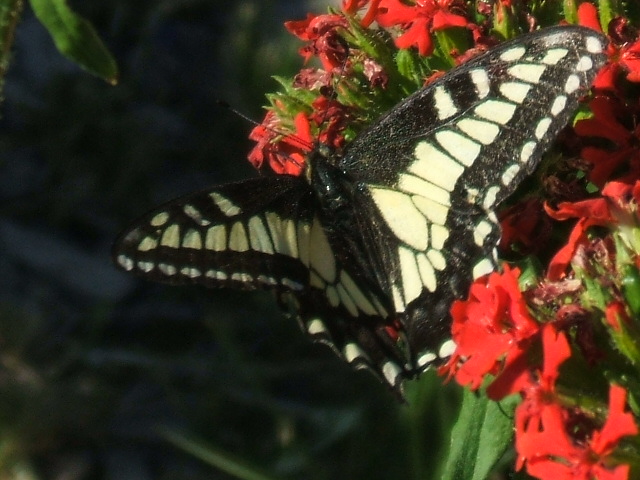 Yellow swallowtail. It's doing better than the poor Monarch butterfly. Photo by Nance. Thank you!