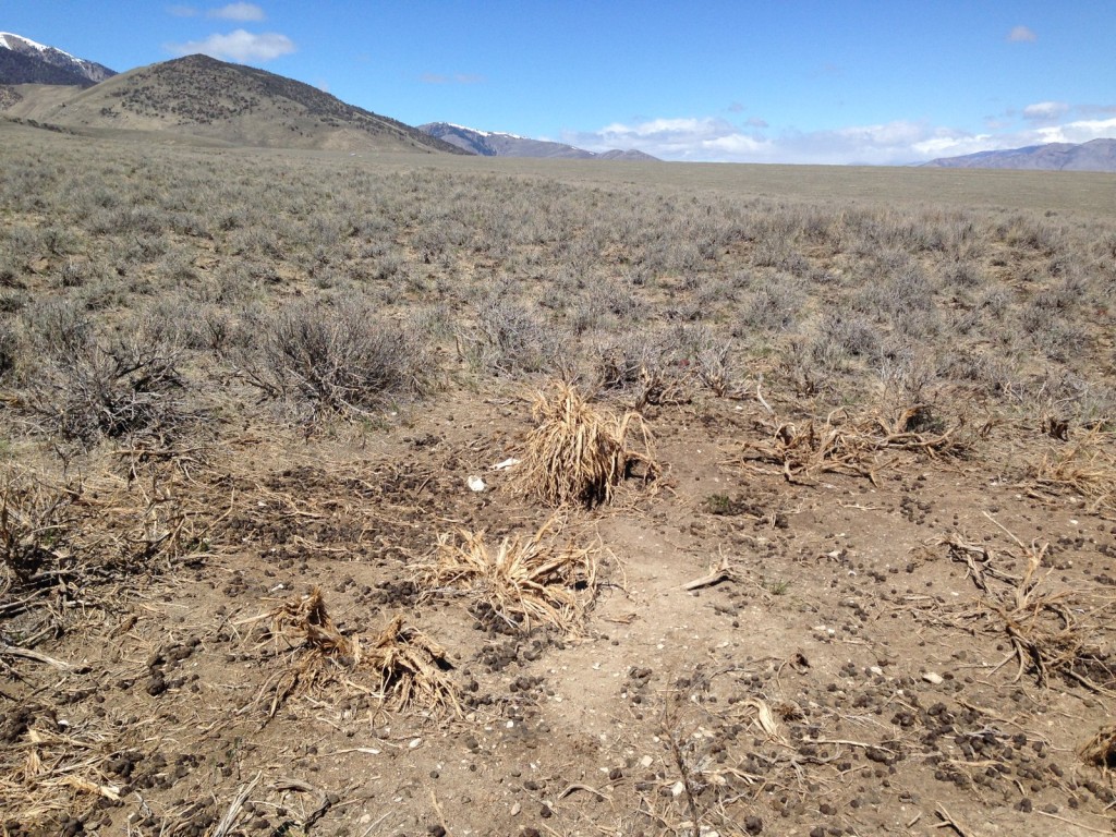 Livestock concentration areas kill sagebrush and leave waste that promotes weeds.