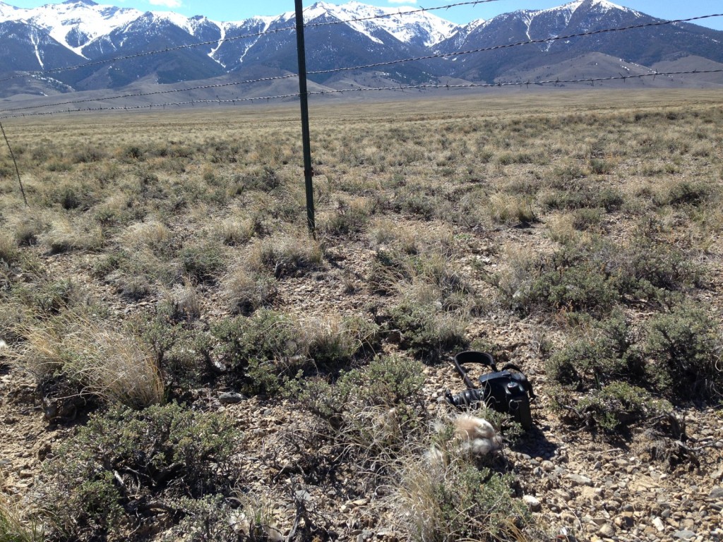 Livestock fencing provides perches for ravens and cause sage grouse collisions. Note sage grouse feathers next to camera.