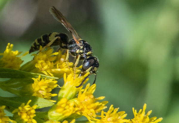 Wasp-like bee on goldenrod. By Ralph Maughan. Taken 7/26/14