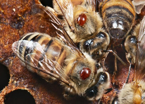 Varroa mites (reddish brown) on honeybees
