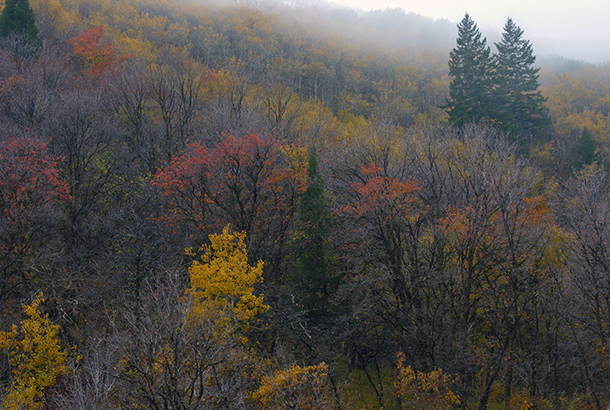 Autumn in Wellsville Canyon, UT. Copyright Ralph Maughan