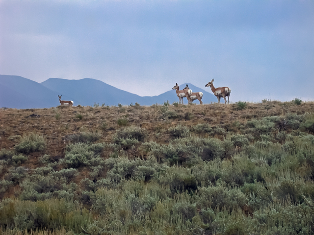 Pronghorn in Copper Basin. South Central Idaho