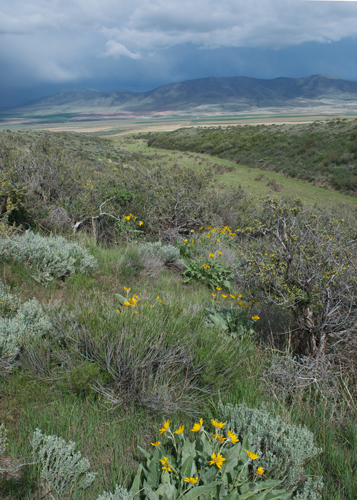 Bitterbrush, arrowleaf balsamroot and great mule deer country. Copyright Ralph Maughan