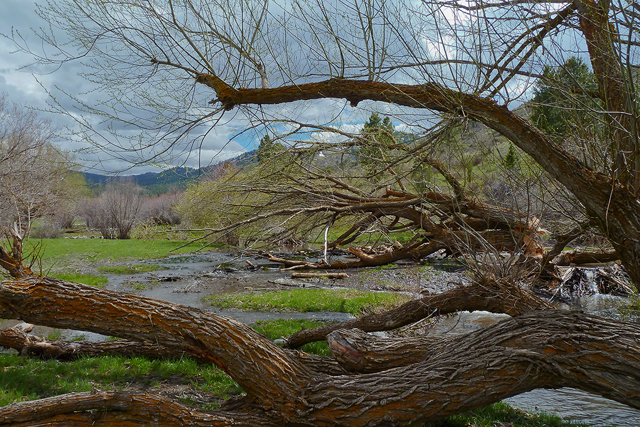 Beaver-felled willow trees. East Fork Mink Creek near Pocatello, ID. Copyright Ralph Maughan
