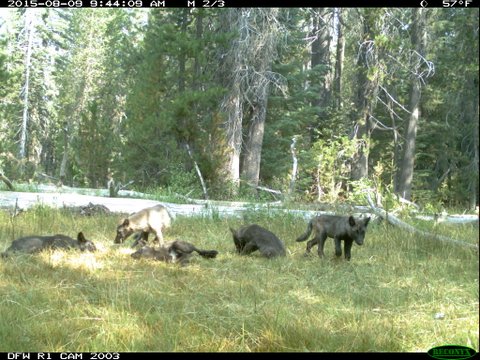 The pups of the Shasta wolf pack.