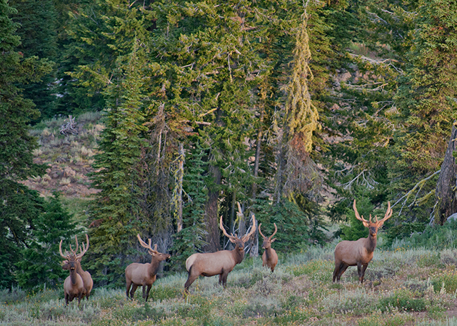 The bull elk of August in the Wallowa Mtns. of NE Oregon. Photo copyright Ralph Maughan
