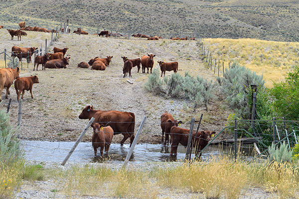 Cattle wade in Wet Creek, a bull trout-bearing stream in the Little Lost River watershed. Copyright Ralph Maughan. Aug. 2015