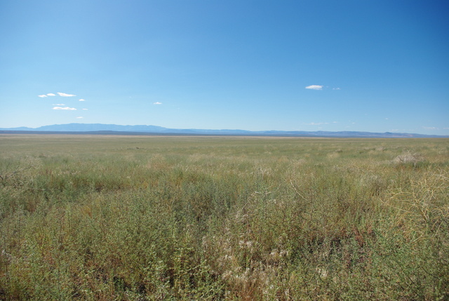 Forage kochia monoculture planted after the Long Draw fire of 2012. © Ken Cole