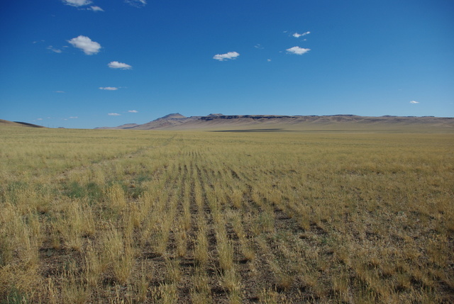 Siberian wheatgrass planted in neat rows after the Long Draw fire of 2012.