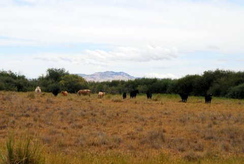 Trespass cattle on the Refuge, 2014. Photo Dr. Steve Herman.