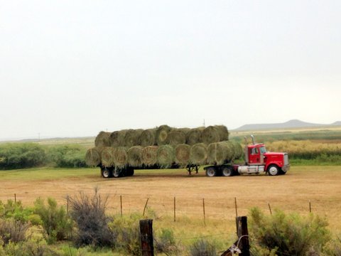 Hay bales about to be trucked off the Refuge. Photo Dr. Steve Herman.