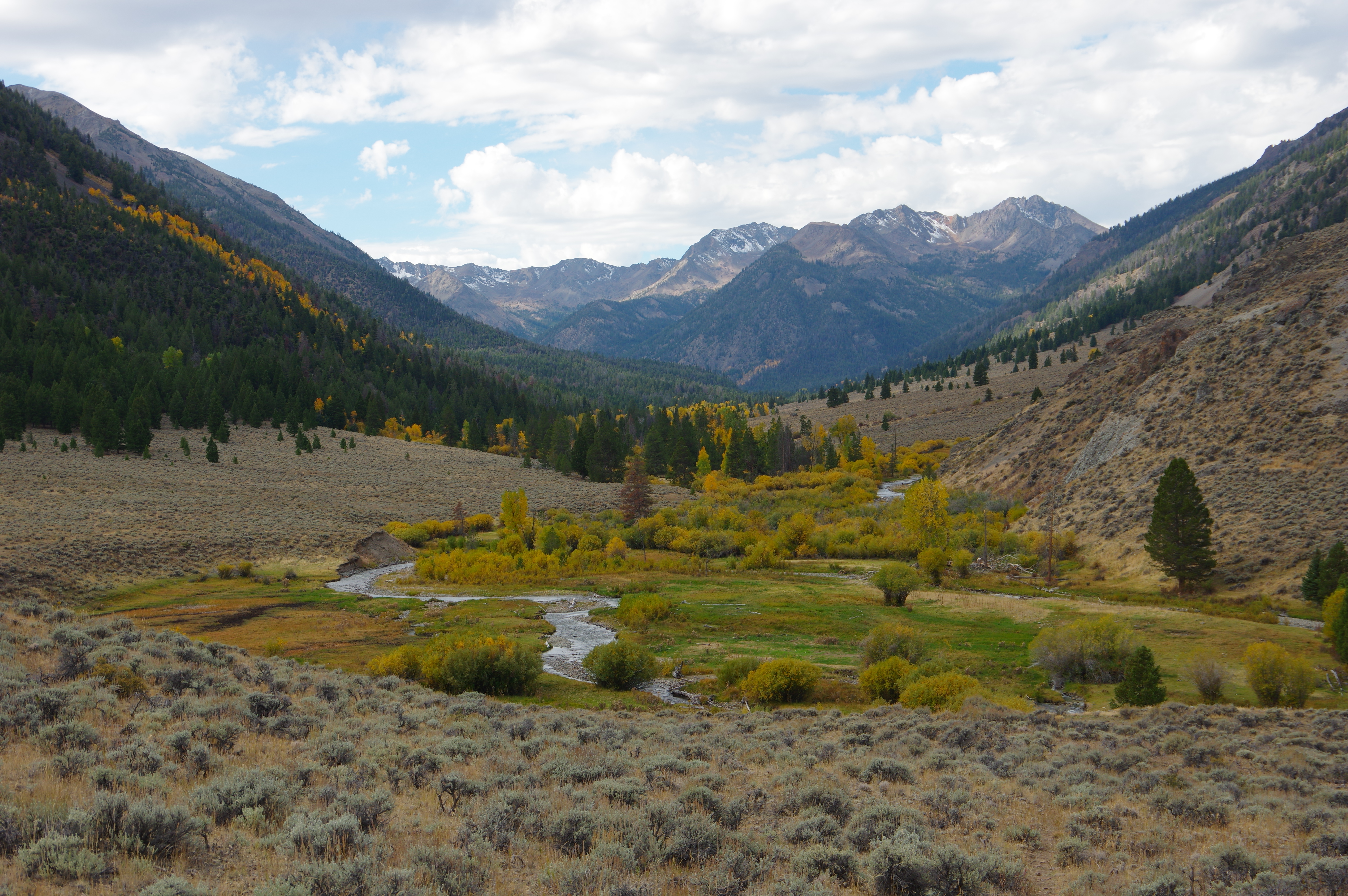 Western Watersheds Project Wins Protections for Salmon, Steelhead, and Bull Trout in Idaho