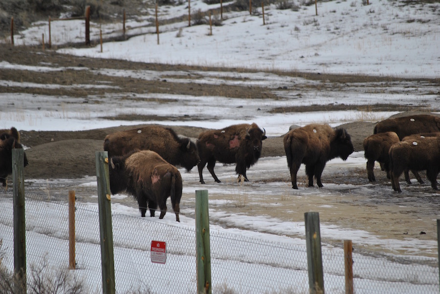 Yellowstone Causes Tragic Shift in Bison Behavior; IBMP Plans Large Kill for Coming Winter