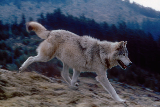 Reports of Record Wolf Depredations Based on Misinformation