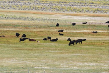 Transbasin diversions are bad for wildlife, and cattle are even worse