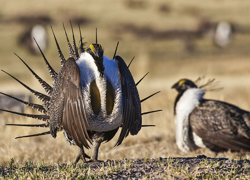 What’s really going on with the Trump attack on federal sage grouse plans
