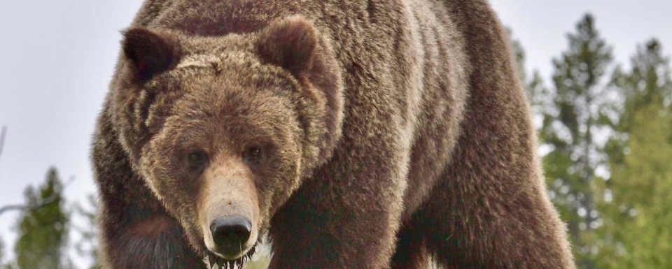 Griz Expert Says ‘Mountain Bikes Are A Grave Threat To Bears’