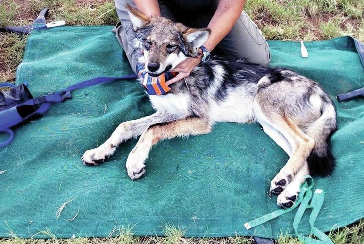 Wolf Killer Should Be Charged with Animal Cruelty