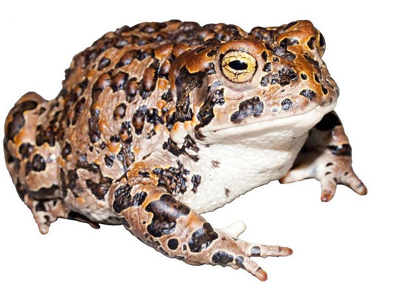 A quiet victory in defense of three of California’s rare amphibians.