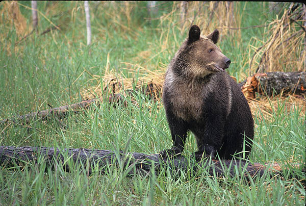 Blocking livestock-related reprisals against grizzlies on public lands