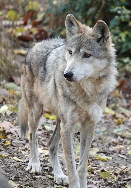 Removing Prieto Wolves is Not the Answer