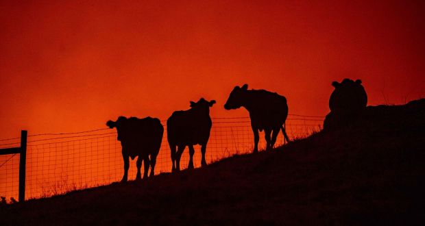 Cattle Council’s Fire Study Distorts Realities