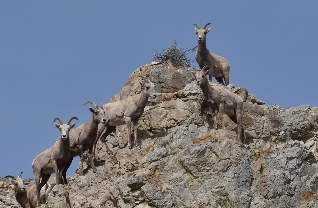 Bighorn Sheep from Two Herds are Sick and Dying Due to Disease Spread by Domestic Sheep