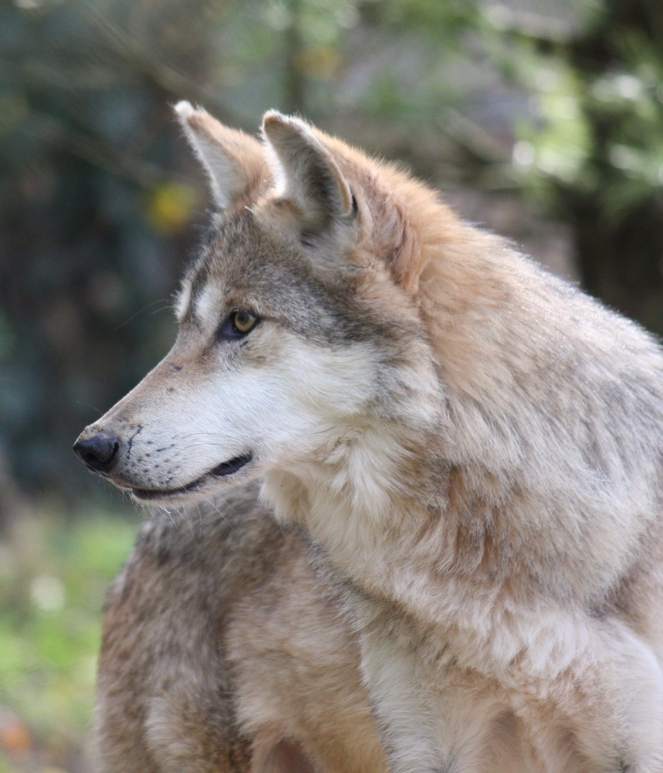 Predicted habitat availability does not address recovery success for Mexico’s Mexican wolves