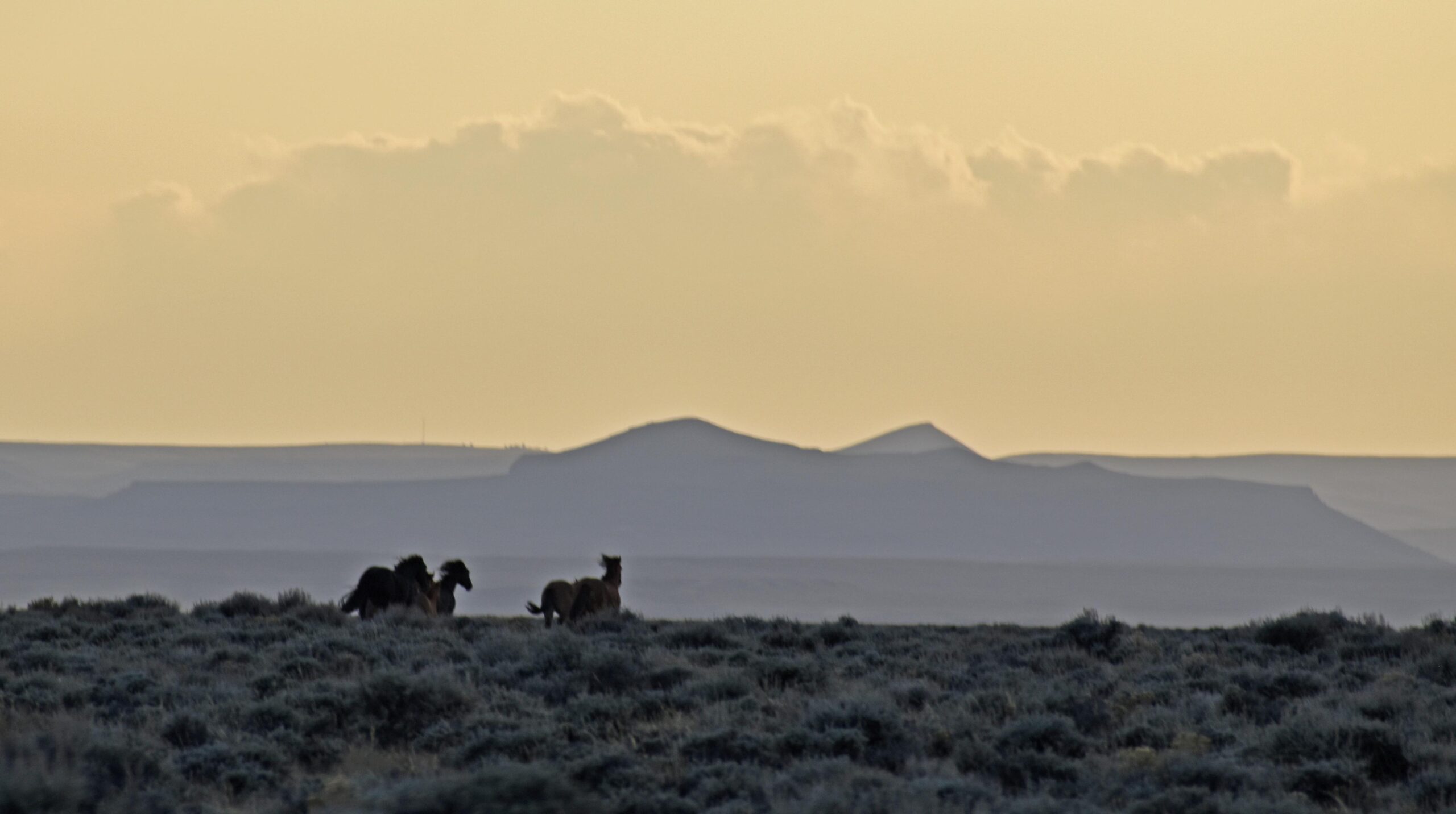 Livestock industry’s campaign to get rid of wild horses is a scam to cheat the taxpayers