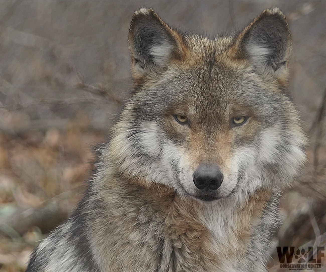 Mexican wolf killings expose a dark underbelly of western culture