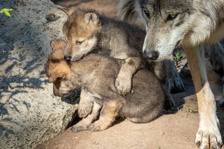 Another dead Mexican wolf in Arizona; Can we release adults now?