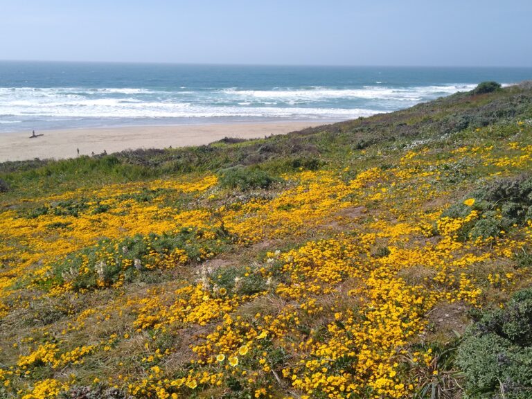 California Coastal Commission On Point Reyes Ranching | The Wildlife News