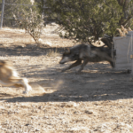 https://tesf.org/project/mexican-wolf/