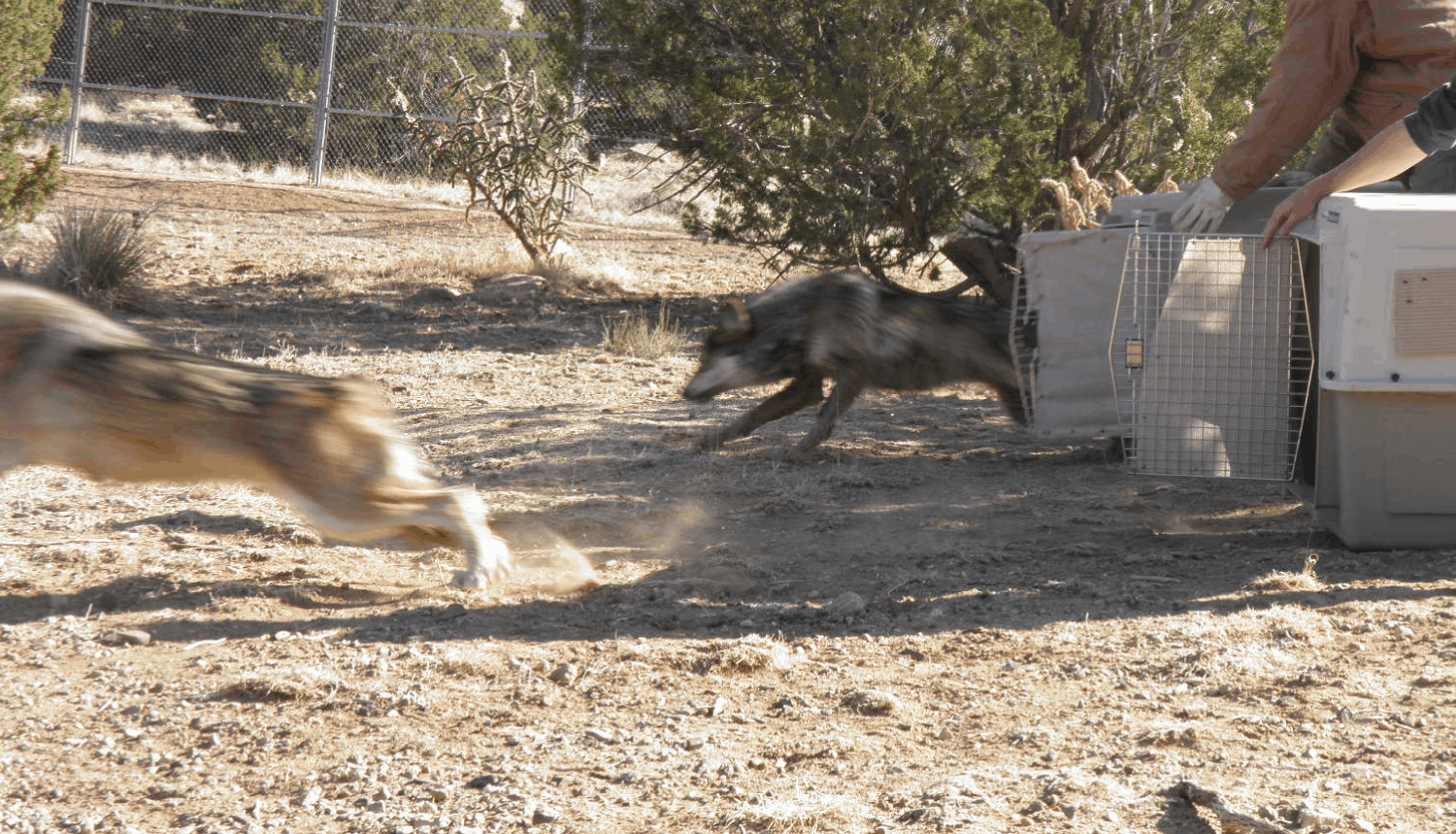 Supporting Ted Turner’s Ladder Ranch translocation of Mexican wolves