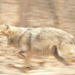 Mexican Wolf running