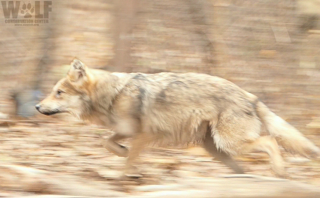 Mexican Wolf running