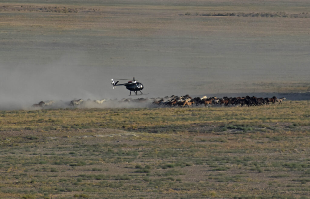 Helicopter rounding up wild horses in a cloud of dust